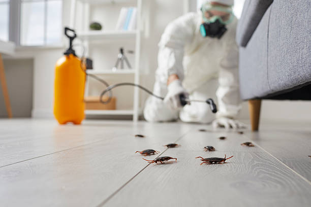 Trusted Cockroach Control service in Nanuet, NY - Nex Pest Control